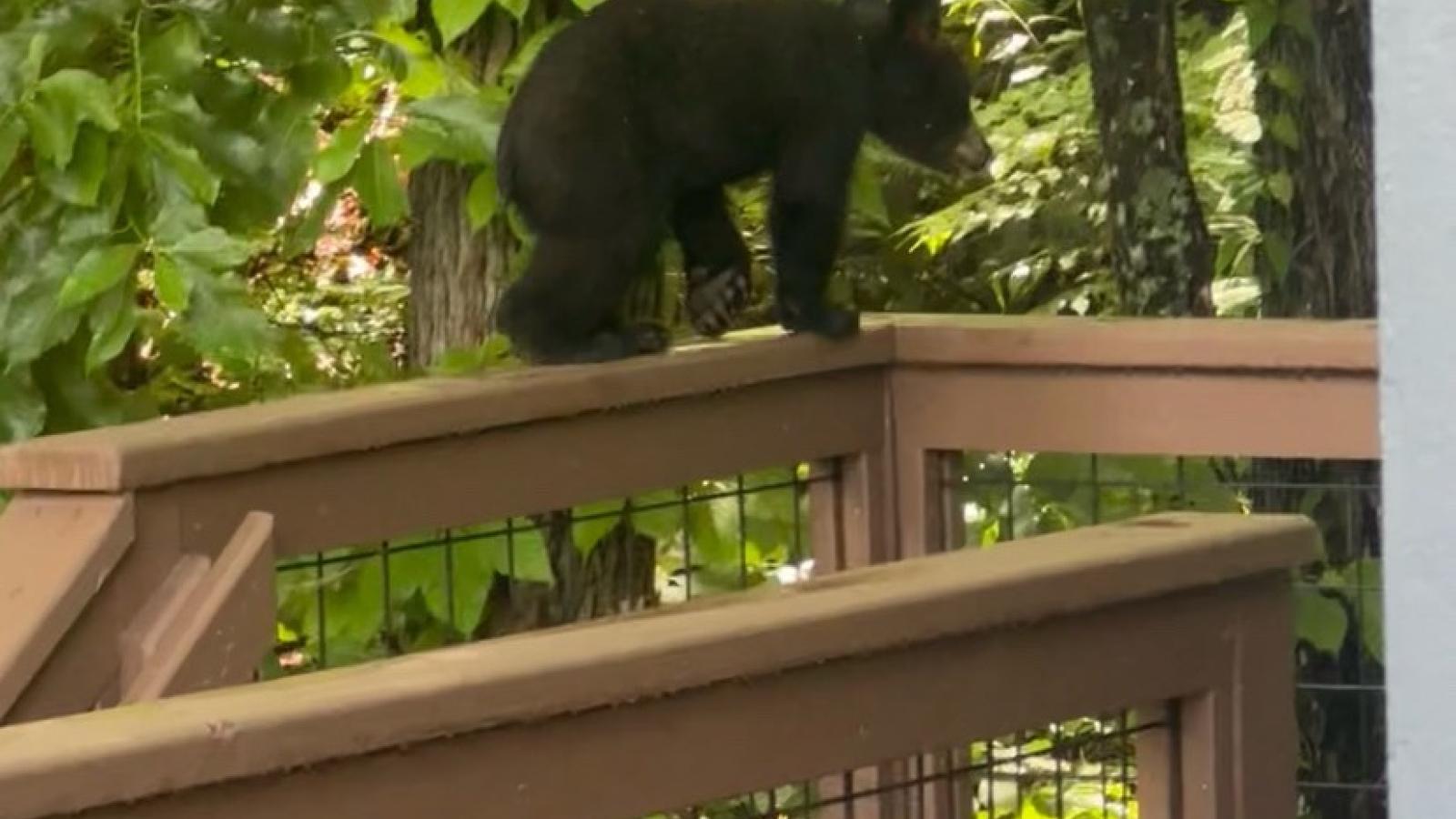 bear cub nick trout