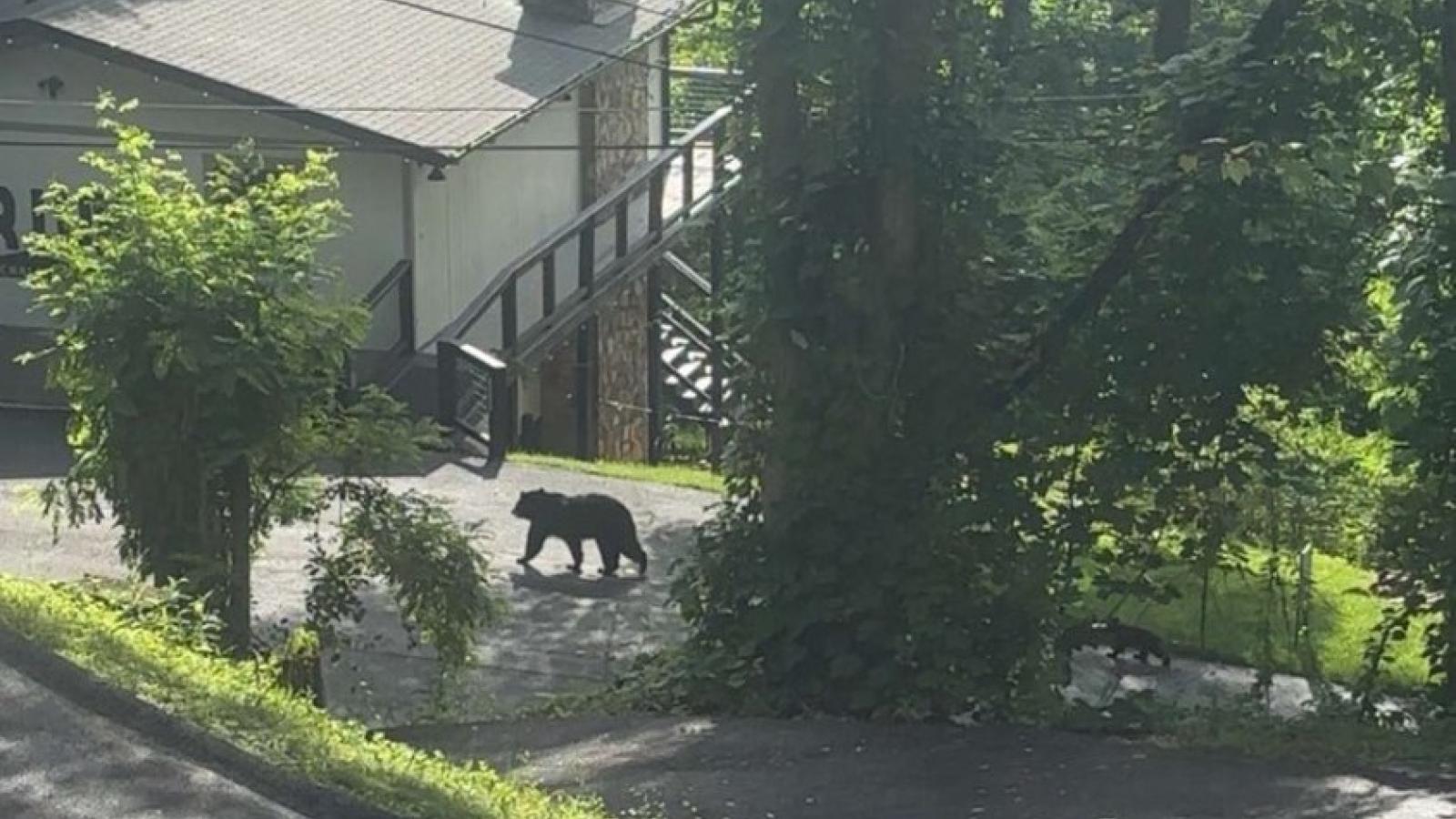 mama bear nick trout