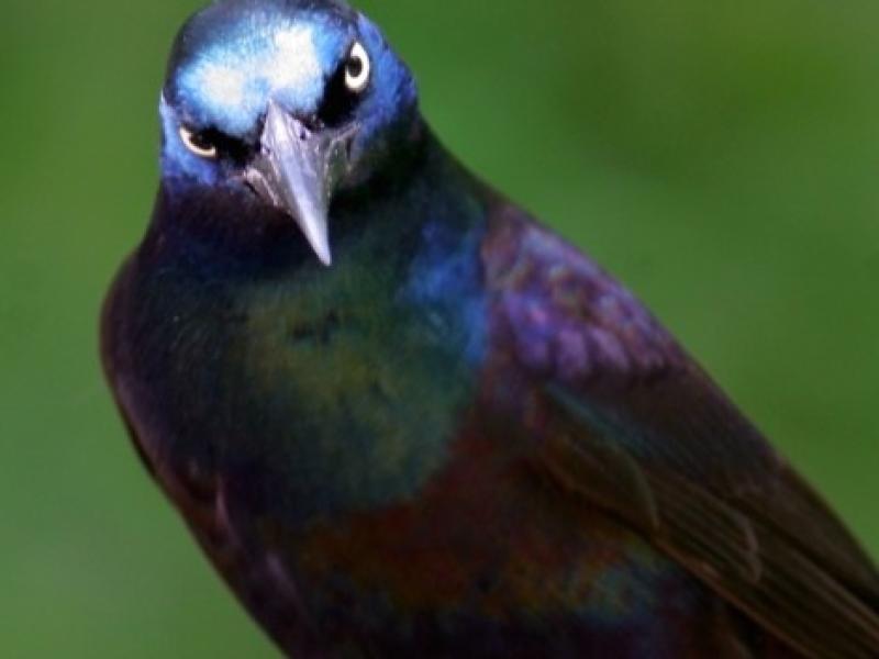 grackle