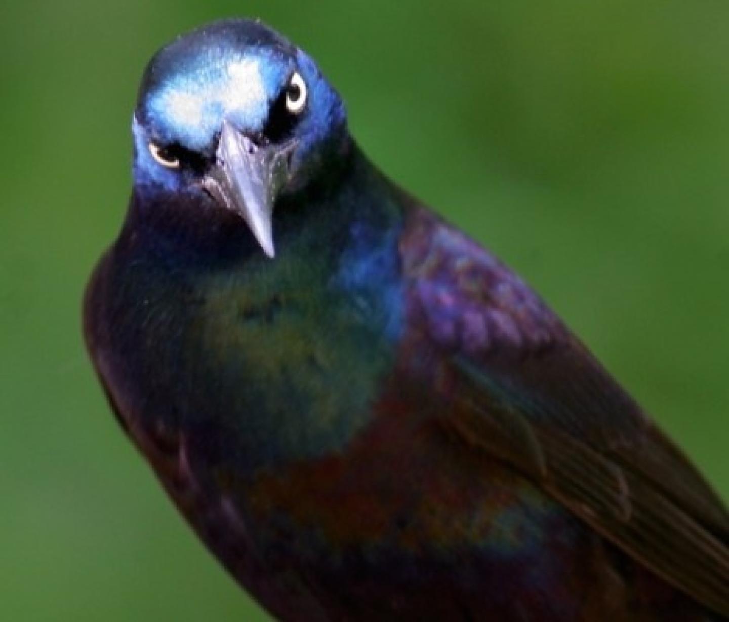 grackle